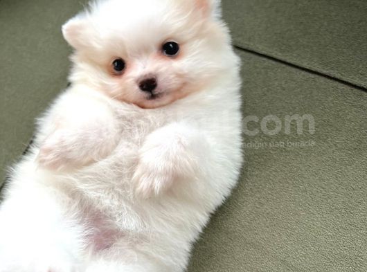Kar Beyaz Pomeranian Yavrularimiz görsel