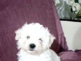 Maltesse Terrier Cinsi Güzel Yavrular 