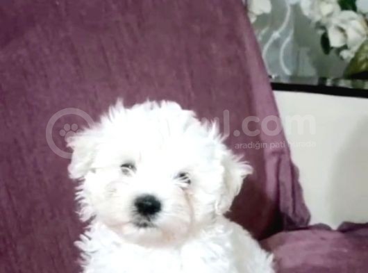 Maltesse Terrier Cinsi Güzel Yavrular  görsel