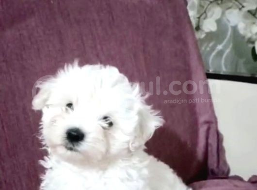 Maltesse Terrier Cinsi Güzel Yavrular 