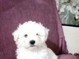 Maltesse Terrier Cinsi Güzel Yavrular 