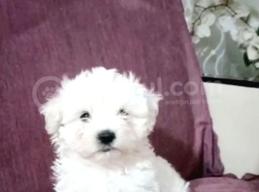 Maltesse Terrier Cinsi Güzel Yavrular  görsel