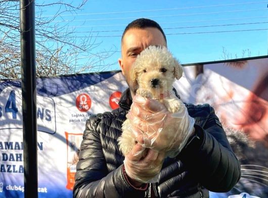 Maltipo Cinsi Yavrular Sevimli 