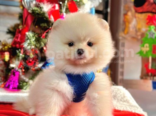 Safkan Pomeranian Boo Yavrularımız görsel