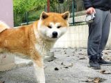 Show Kalite Japon Akita Secereli Erkek 2 Aylık