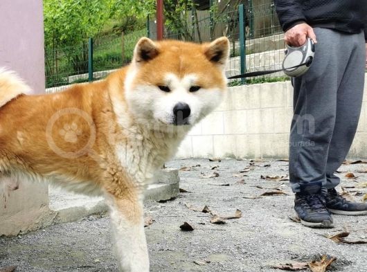 Show Kalite Japon Akita Secereli Erkek 2 Aylık