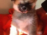 Show Kalite Japon Akita Secereli Erkek 2 Aylık