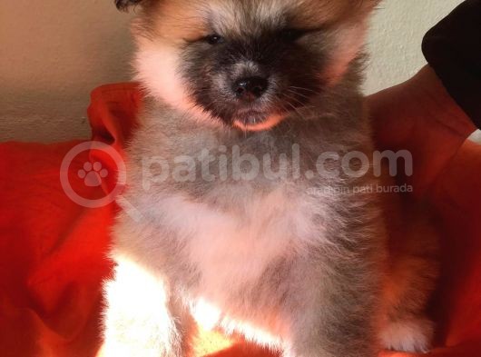 Show Kalite Japon Akita Secereli Erkek 2 Aylık görsel