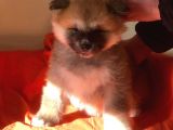 Show Kalite Japon Akita Secereli Erkek 2 Aylık