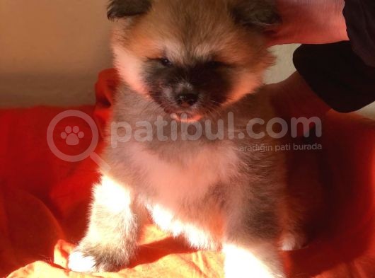 Show Kalite Japon Akita Secereli Erkek 2 Aylık görsel