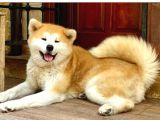 Show Kalite Japon Akita Secereli Erkek 2 Aylık