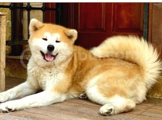 Show Kalite Japon Akita Secereli Erkek 2 Aylık görsel