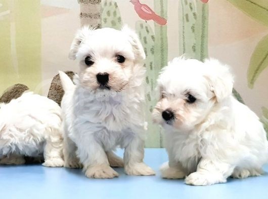Maltese Terri̇er Yavrusu görsel