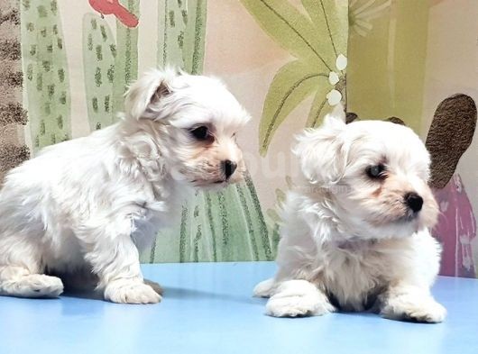 Maltese Terri̇er Yavrusu görsel