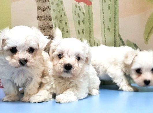 Maltese Terri̇er Yavrusu görsel