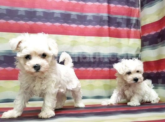 Mükemmel Kali̇tede Maltese Terri̇er Yavru görsel