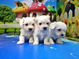 Maltese Terri̇er Yavrusu
