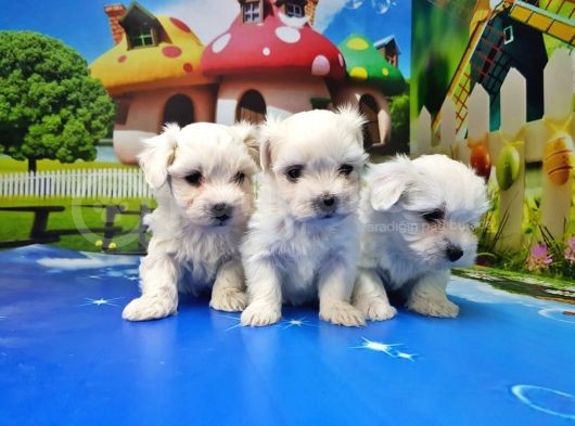 Maltese Terri̇er Yavrusu