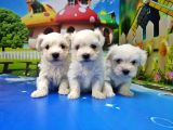 Maltese Terri̇er Yavrusu