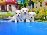 Maltese Terri̇er Yavrusu