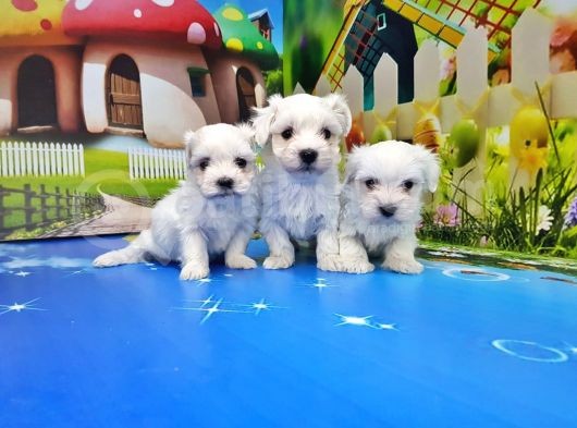 Maltese Terri̇er Yavrusu görsel