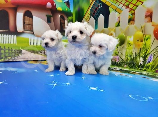 Maltese Terri̇er Yavrusu görsel