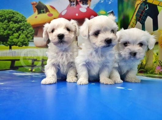 Maltese Terri̇er Yavrusu görsel