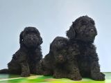Si̇yah Toy Poodle Yavrular