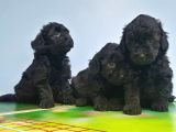 Si̇yah Toy Poodle Yavrular