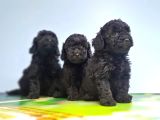 Si̇yah Toy Poodle Yavrular