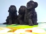 Si̇yah Toy Poodle Yavrular