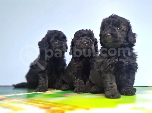 Si̇yah Toy Poodle Yavrular görsel