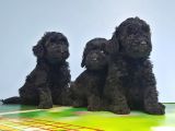 Si̇yah Toy Poodle Yavrular