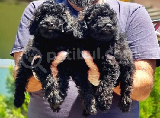 Ruhsatli Üreti̇m Çi̇ftli̇ği̇nden Si̇yah Toy Poodle Yavrular