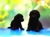 Mükemmel Kali̇tede Si̇yah Toy Poodle Yavru