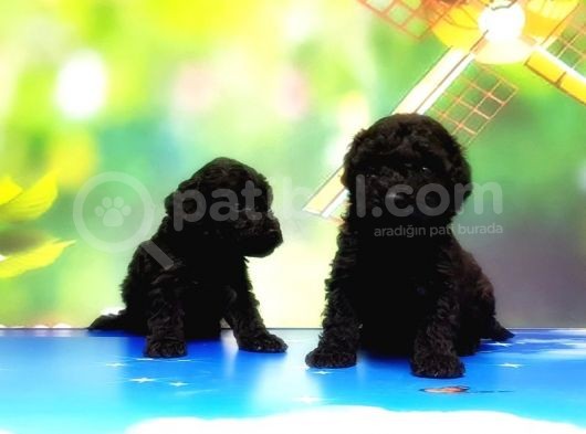 Mükemmel Kali̇tede Si̇yah Toy Poodle Yavru görsel