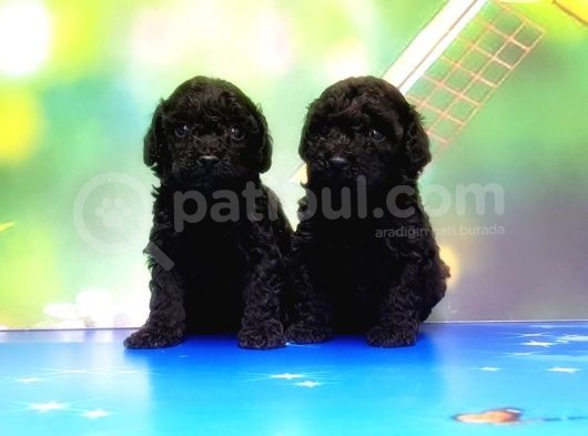 Mükemmel Kali̇tede Si̇yah Toy Poodle Yavru görsel