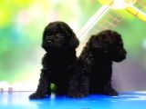 Mükemmel Kali̇tede Si̇yah Toy Poodle Yavru