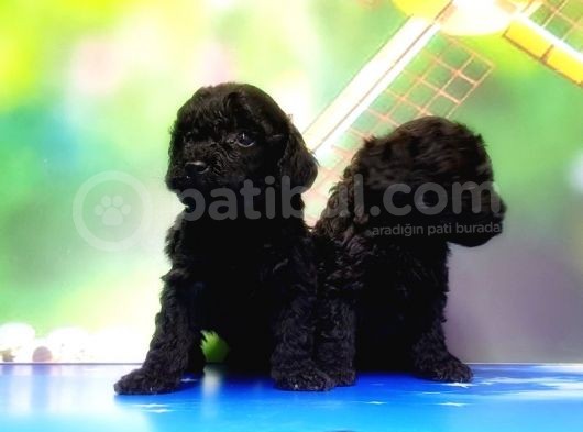 Mükemmel Kali̇tede Si̇yah Toy Poodle Yavru görsel