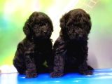 Mükemmel Kali̇tede Si̇yah Toy Poodle Yavru