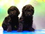 Mükemmel Kali̇tede Si̇yah Toy Poodle Yavru