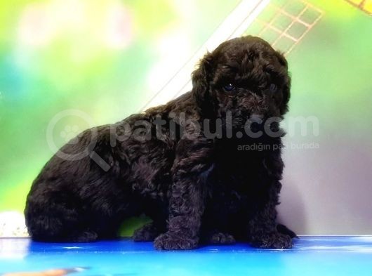 Mükemmel Kali̇tede Si̇yah Toy Poodle Yavru görsel