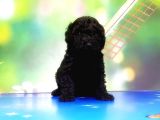 Mükemmel Kali̇tede Si̇yah Toy Poodle Yavru