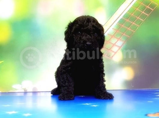 Mükemmel Kali̇tede Si̇yah Toy Poodle Yavru görsel