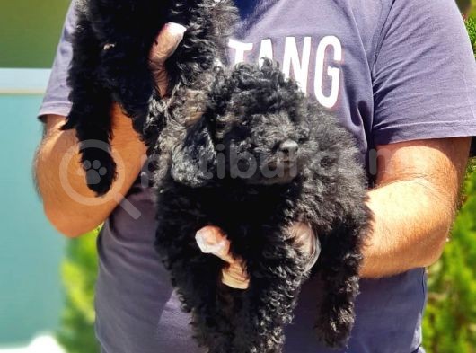 Ruhsatli Üreti̇m Çi̇ftli̇ği̇nden Si̇yah Toy Poodle Yavrular görsel