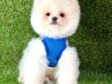 Ayıcık Surat Boo Pomeranian Yavrular