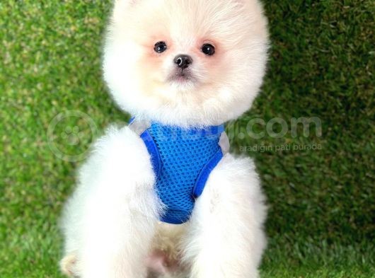 Ayıcık Surat Boo Pomeranian Yavrular görsel