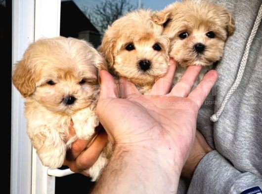 Dizayn Irk Sevimli Maltipoo Yavrular görsel