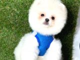 Ayıcık Surat Boo Pomeranian Yavrular