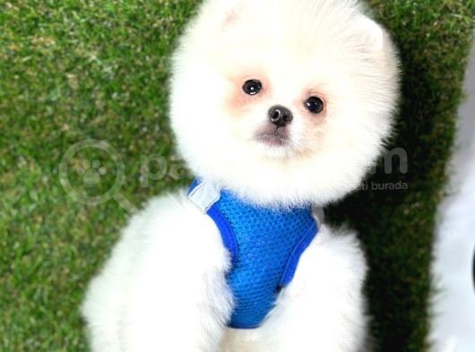 Ayıcık Surat Boo Pomeranian Yavrular